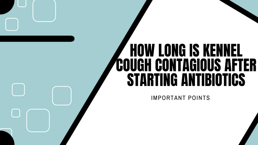 how long is kennel cough contagious after starting antibiotics | Important Points